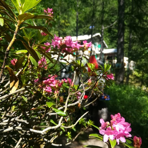 /media/huts/img/Foto_rifugio_rododendri_IMG_20230623_1118003359.jpg